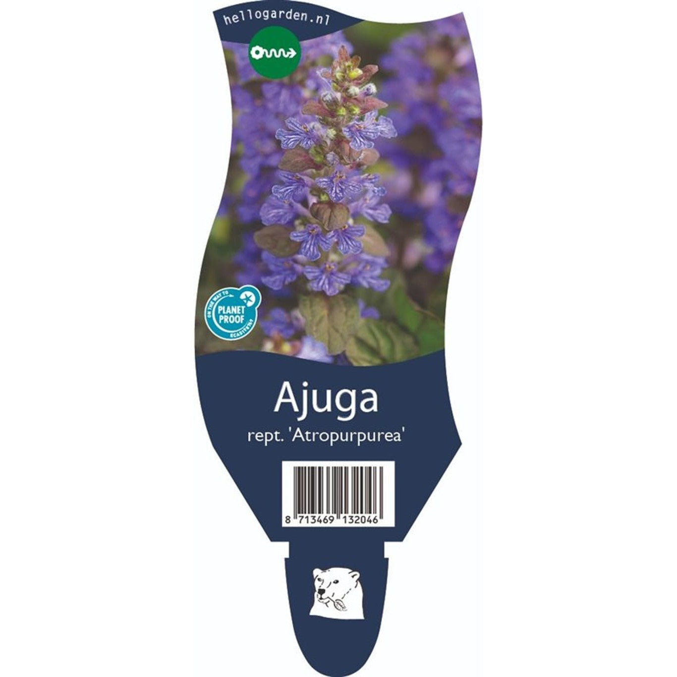 Revsuga – Ajuga reptans 'Atropurpurea' - P11